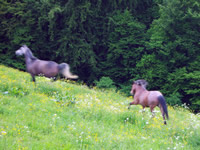 Pferde auf der Weide beim Laufen
