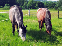 2 Ponys grasen - vorsichtig beim Abnehmen