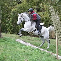 Oktober 2009: 13 jähriges Pferd - endlich ein aktives und leistungsbereites Pferd mit PSSM