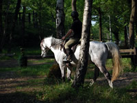 Pferd im Schritt im Gelände