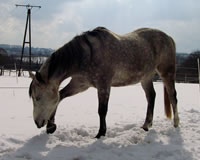 Maerz 2006: 10 jähriges Pferd mit Verspannter Rückenmuskulatur - nach Fütterungsumstellung