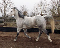 November 2007: 11 jähriges Pferd - endlich wird die Muskulatur locker und die Augen gehen auf