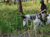Unebenes Gelände, auch mal eine Wasserdurchquerung schult das Pferd