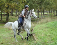 Oktober 2008: 12 jähriges Pferd - endlich wird die Muskulatur locker und die Augen gehen auf
