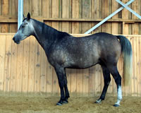 August 2002: 6 jähriges Pferd mit Verspannter Rückenmuskulatur - nicht trainierbar