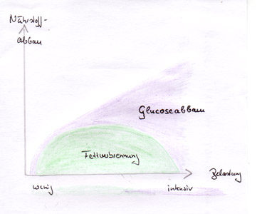 Nährstoffverbrauch und Belastungsintensität: erst bei hoher Leistung werden Glucosespeicher benötigt